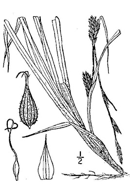 Carex hirta L.