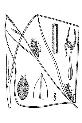 American woollyfruit sedge American woollyfruit sedge