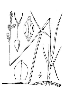 Norway sedge
