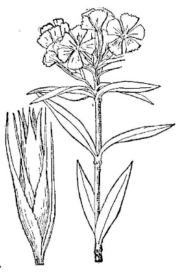 Garofano montano