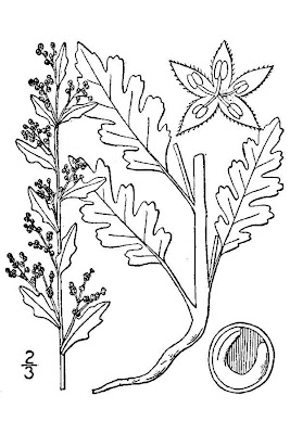 Herbe � printemps