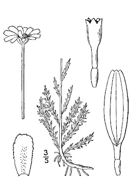 R�mische Kamille