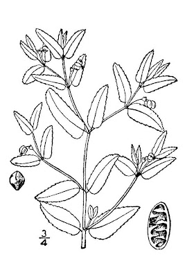 Euforbia delle ferrovie