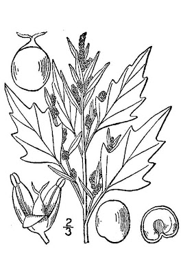 Saltmarsh Goosefoot