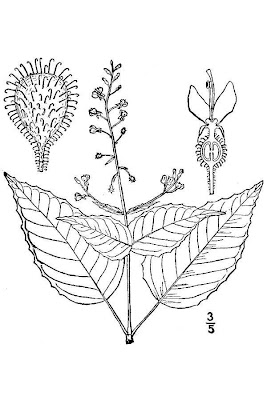 Enchanter's Nightshade