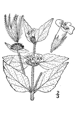 Clinopodium vulgare L.