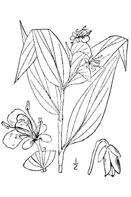 Dayflower