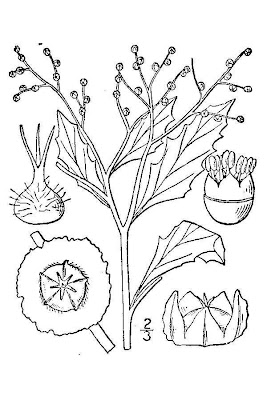 Cycloloma atriplicifolium (Spreng.) J.M. Coult.