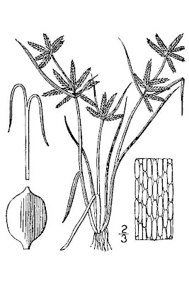 Cyperus flavescens L.