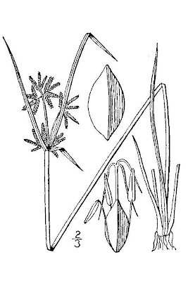 Cyperus fuscus L.