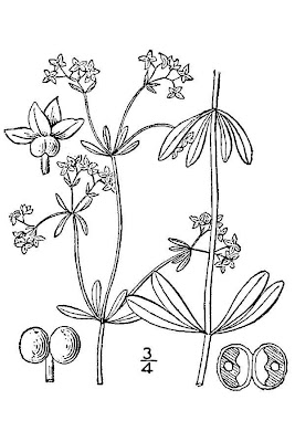 Caglio delle paludi Caglio delle paludi