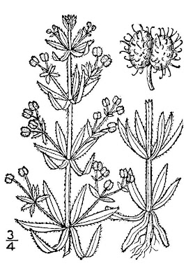 Goose-grass