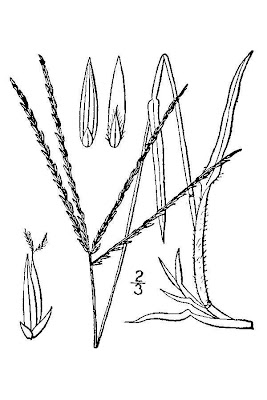 Hairy crab grass