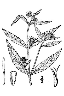 Eclipta,
eclipta