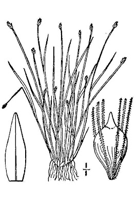 Eleocharis parvula (R. et S.) Link