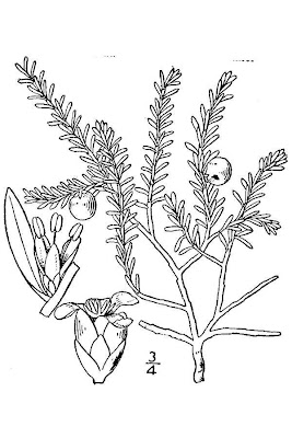 Black crowberry Black crowberry