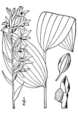 Helleborine Helleborine