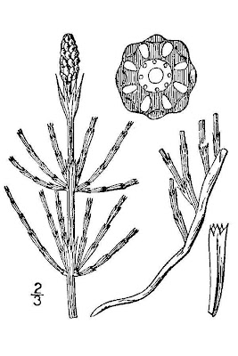 Equisetum palustre L.