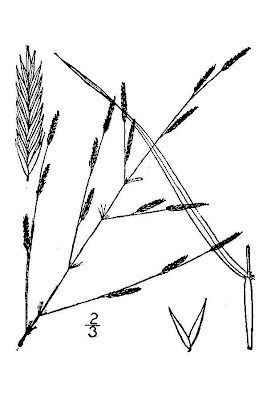 Panicella americana Panicella americana