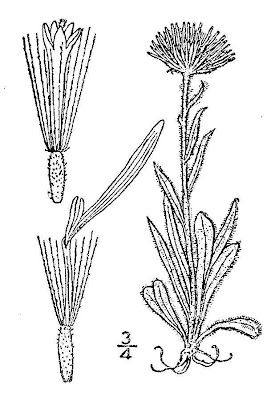 Oneflower fleabane