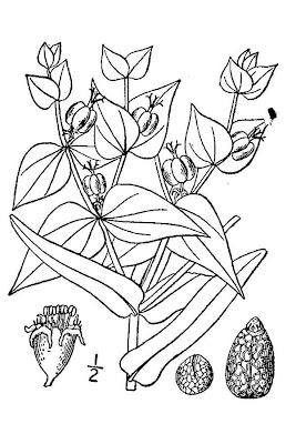Leiteira Leiteira