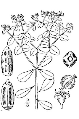 Alfavaca-venenosa Alfavaca-venenosa