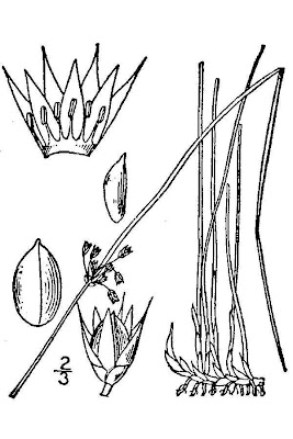 Giunco filiforme