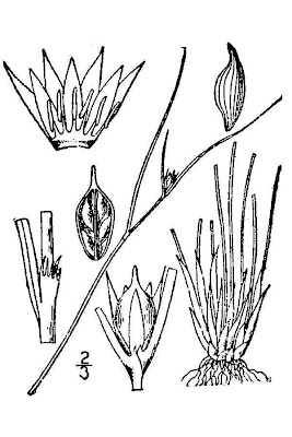 Giunco delle creste Giunco delle creste