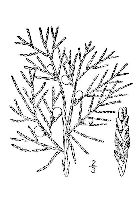 Eastern redcedar