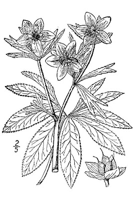 Green hellebore Green hellebore