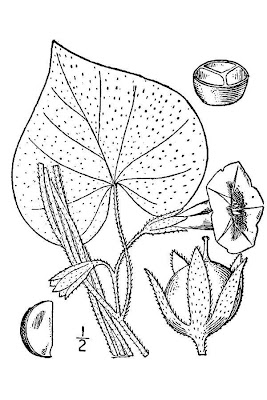 Campanella turchina Campanella turchina