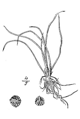 Calamaria lacustre Calamaria lacustre