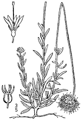 Jasione montana L.