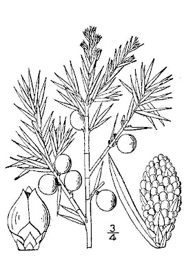 Common juniper Common juniper
