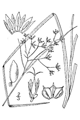 Forest wood-rush