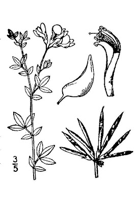 Garden bird's-foot-trefoil Garden bird's-foot-trefoil