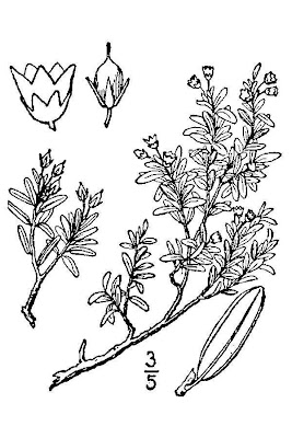Kalmia procumbens,
Loiseleuria
