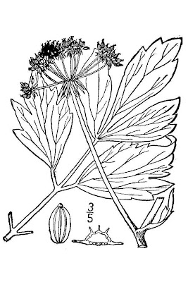 L�vistique officinale