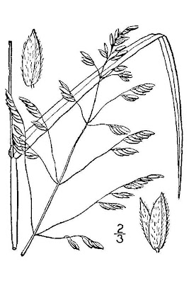 Erva-serra Erva-serra