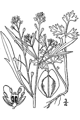 Agrião Agrião