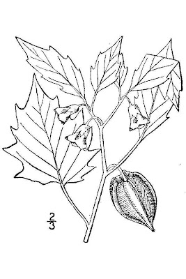 Cut Leaved Ground Cherry Cut Leaved Ground Cherry