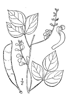 Beanvine Beanvine