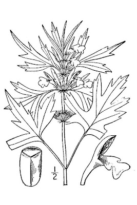 Honeyweed Honeyweed