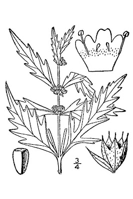 Cut-leaf water-horehound Cut-leaf water-horehound