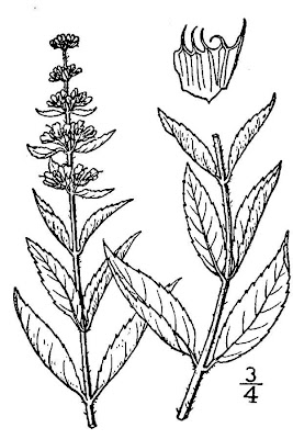 Gartenminze