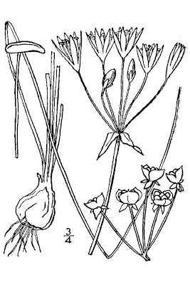 False garlic