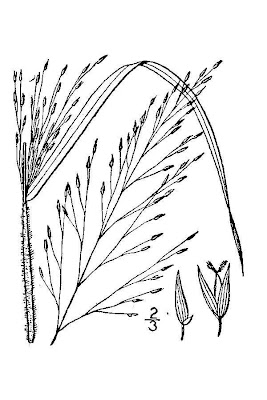 Wiry witch grass Wiry witch grass