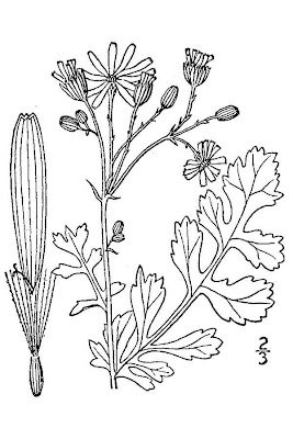 Packera glabella,
butterweed,
cress-leaf groundsel,
yellowtop