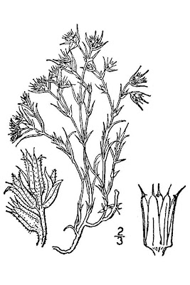 James' nailwort James' nailwort