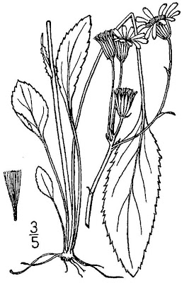 Packera paupercula,
balsam groundsel